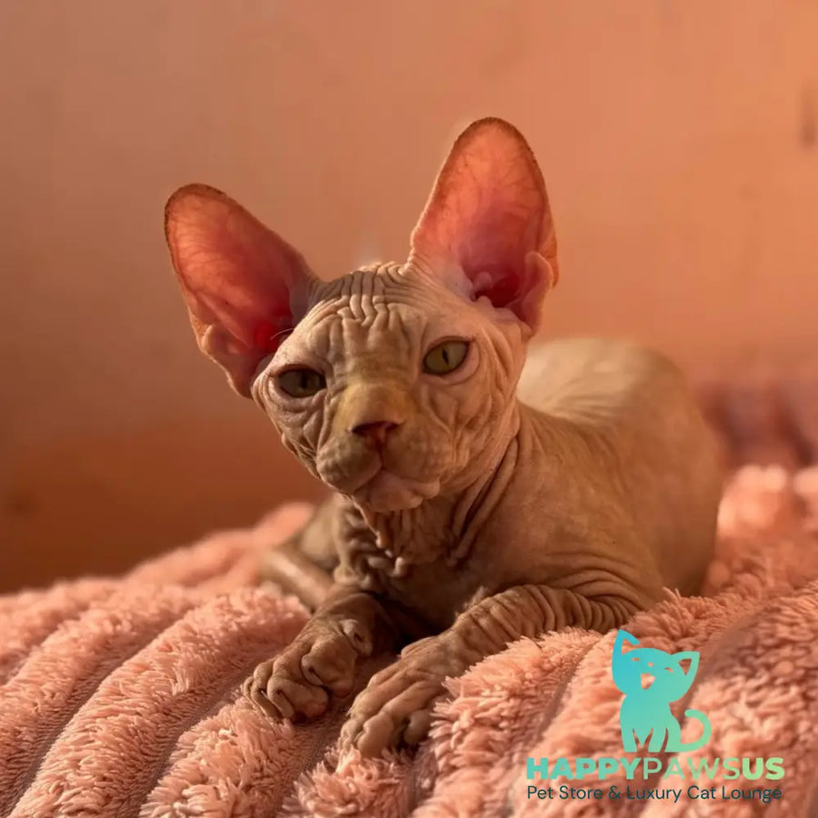 Eliot Canadian Sphynx male red - live animals