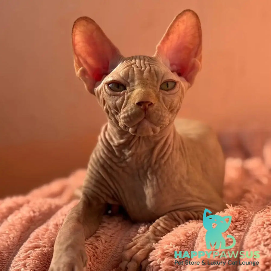 Eliot Canadian Sphynx male red - live animals