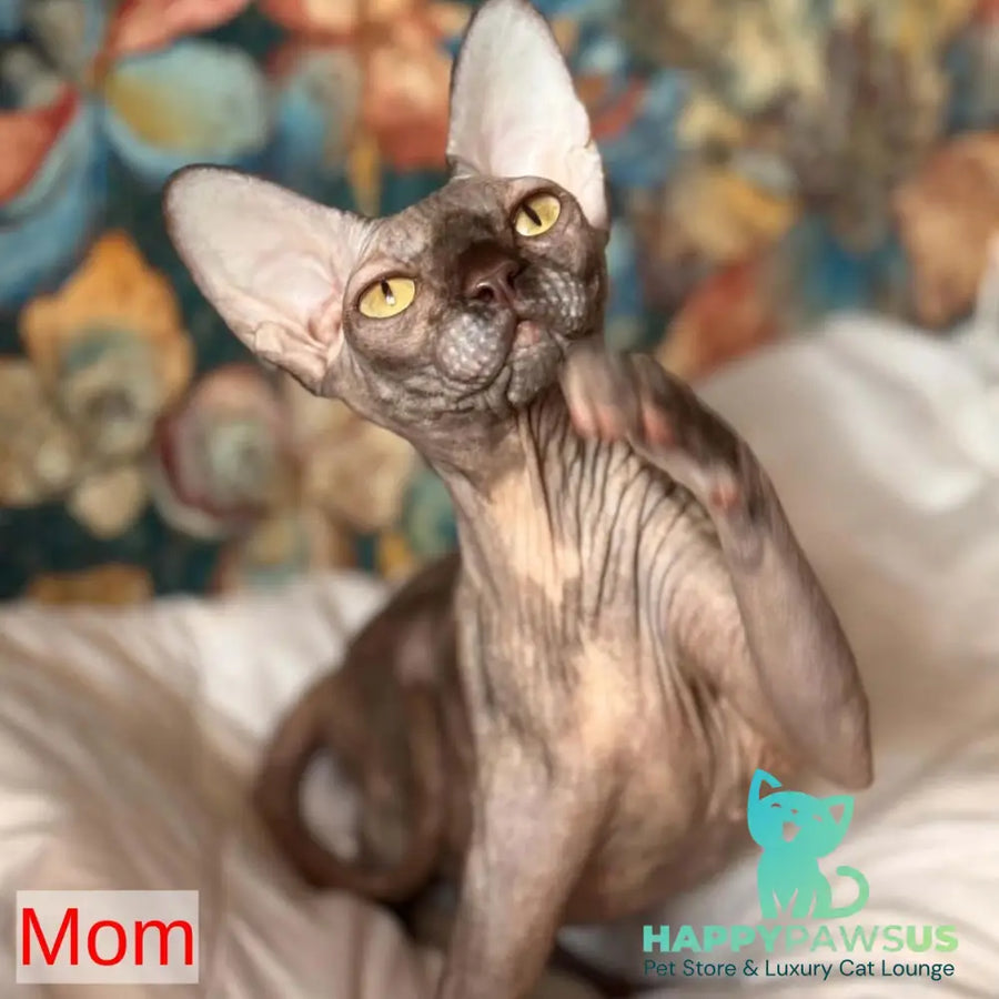 Eliot Canadian Sphynx male red - live animals