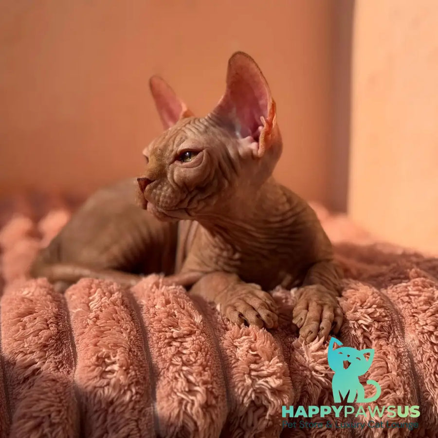 Eliot Canadian Sphynx male red - live animals