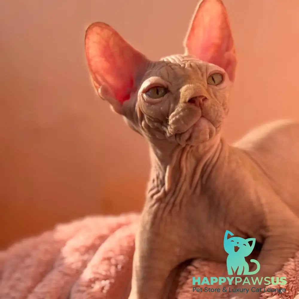 Eliot Canadian Sphynx male red - live animals