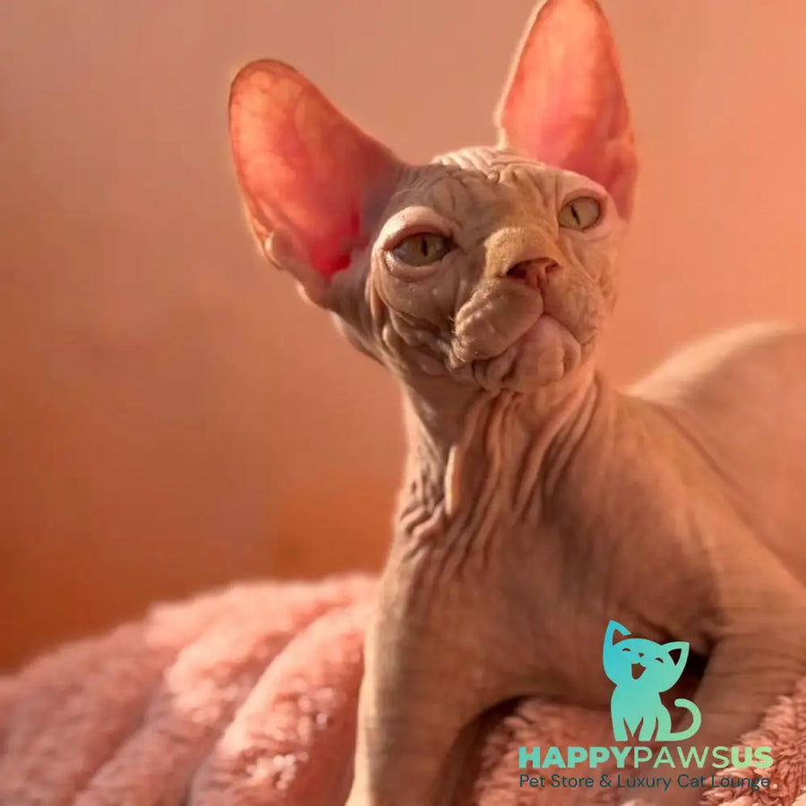 Eliot Canadian Sphynx male red - live animals
