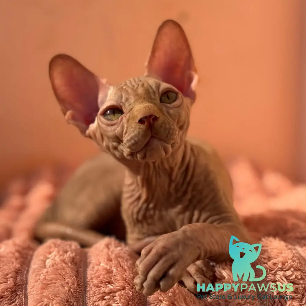 Eliot Canadian Sphynx male red - live animals