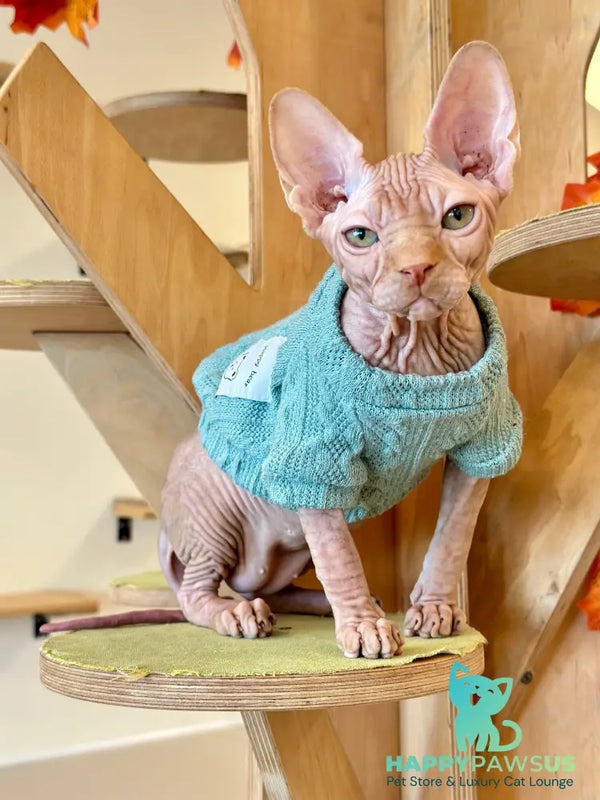 Eliot Canadian Sphynx male red - live animals