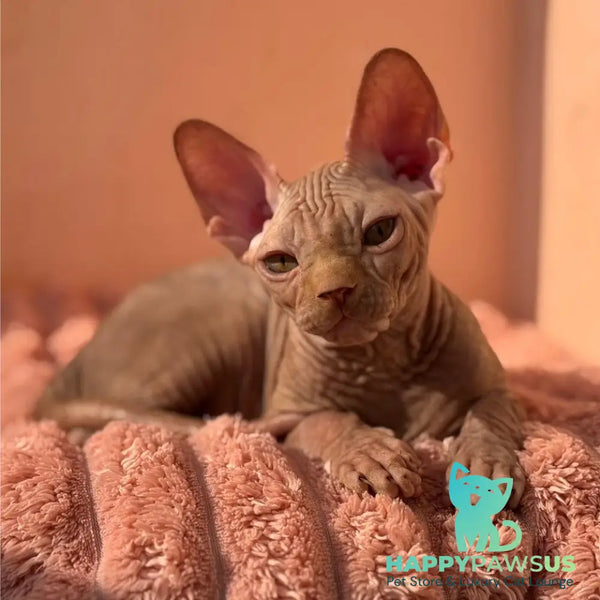 Eliot Canadian Sphynx male red - live animals