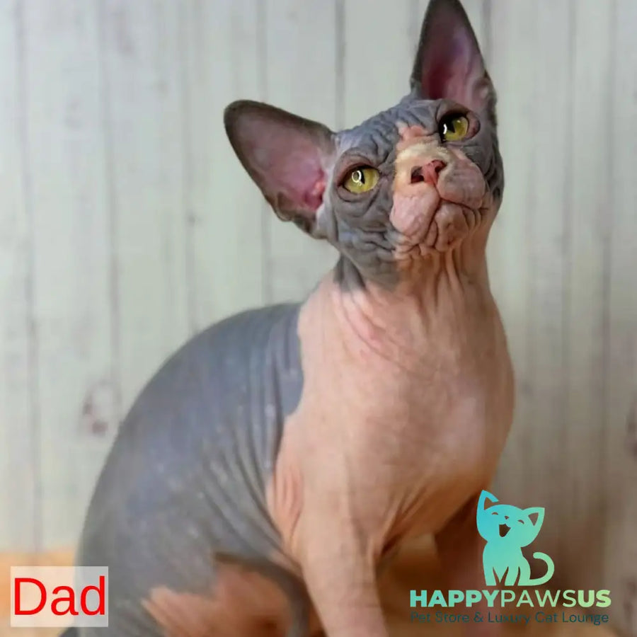 Eliot Canadian Sphynx male red - live animals
