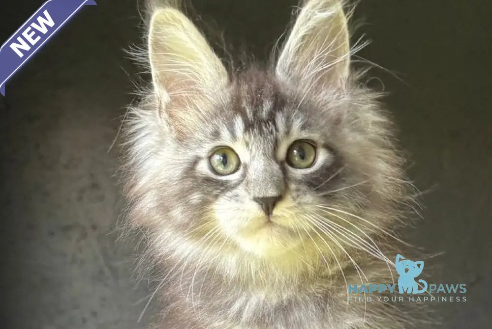 Eliot Maine Coon male black silver tabby live animals