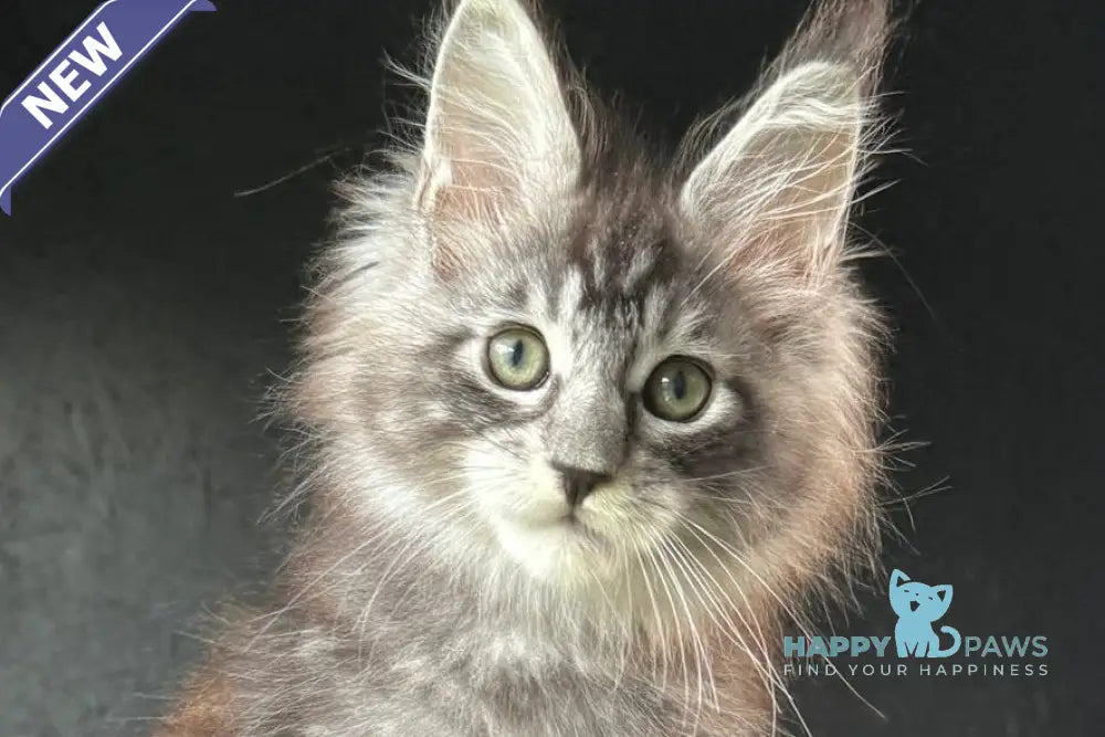 Eliot Maine Coon male black silver tabby live animals