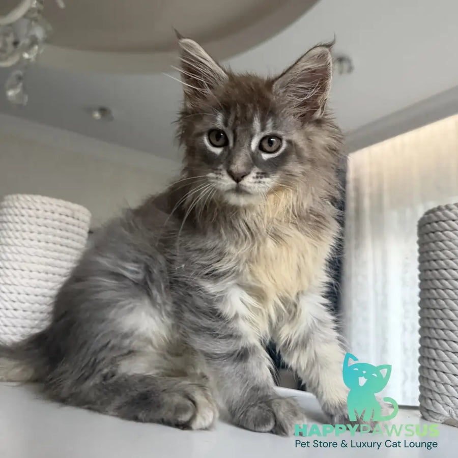 Eliot Maine Coon male blue silver tabby - live animals