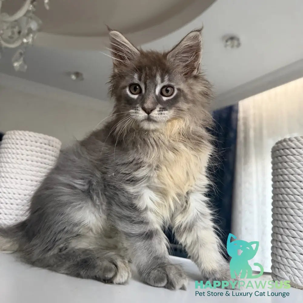 Eliot Maine Coon male blue silver tabby - live animals