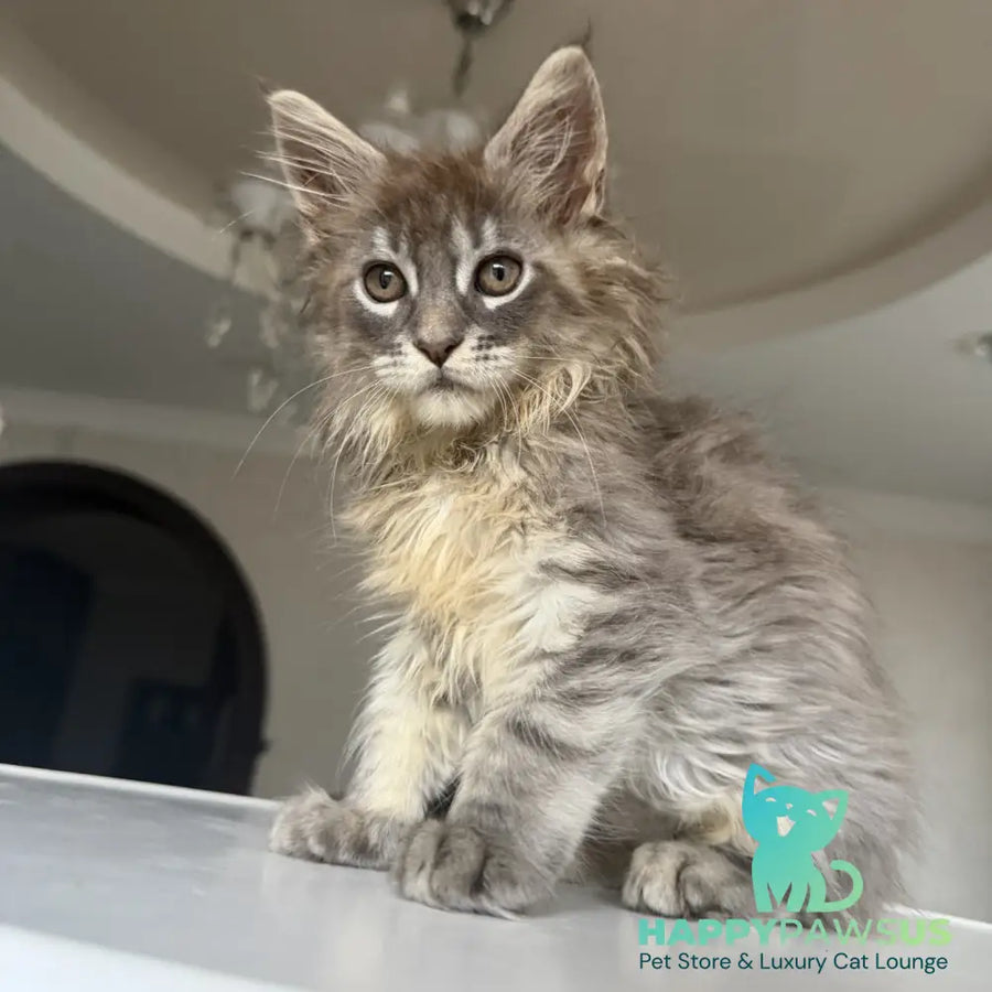 Eliot Maine Coon male blue silver tabby - live animals