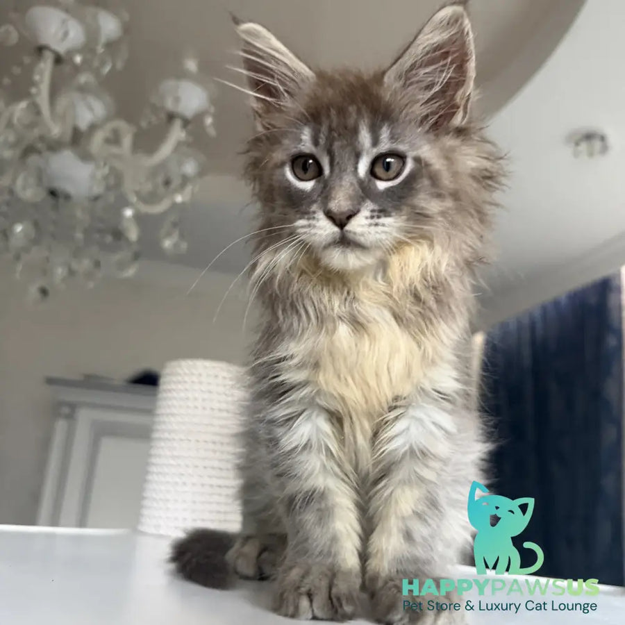 Eliot Maine Coon male blue silver tabby - live animals