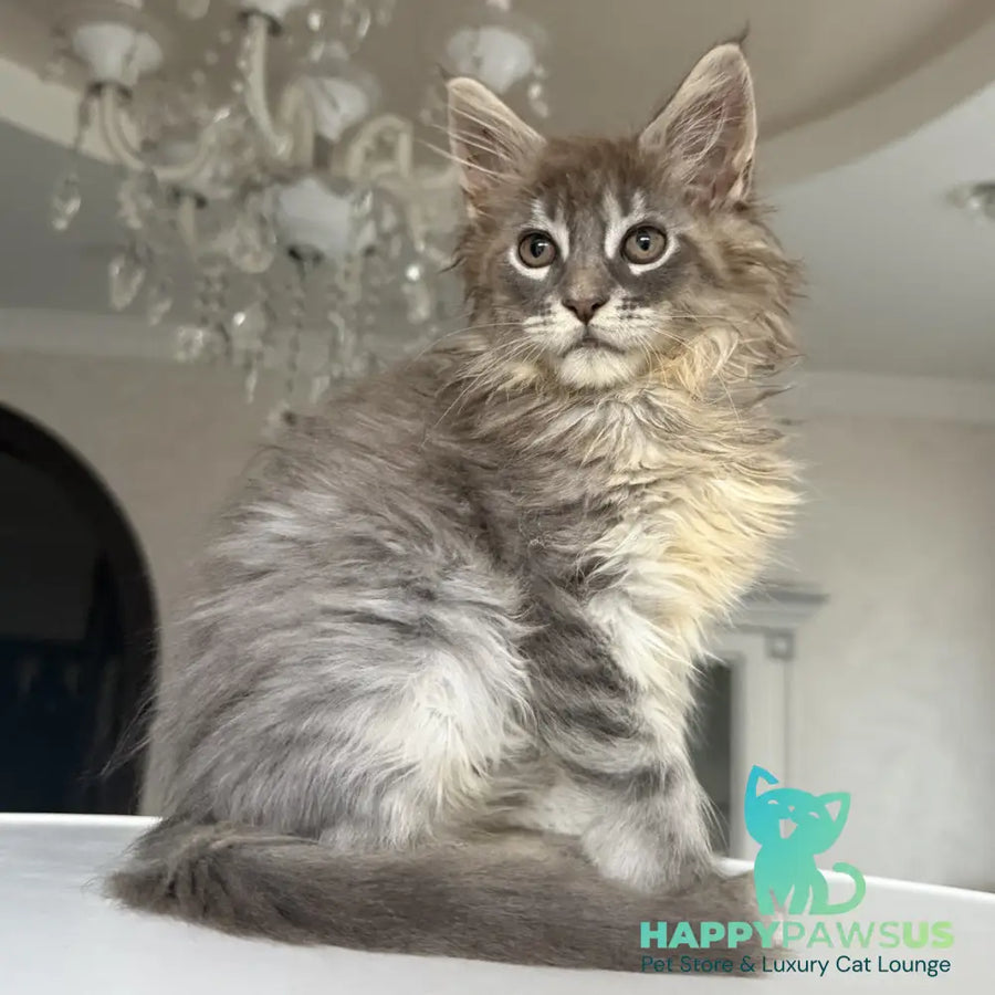 Eliot Maine Coon male blue silver tabby - live animals