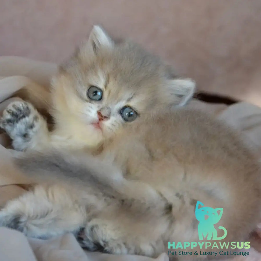 Elis British Longhair female blue golden ticked tabby - live animals