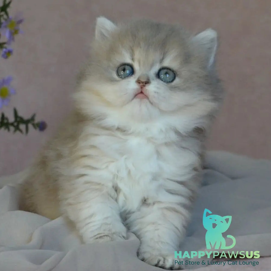 Elis British Longhair female blue golden ticked tabby - live animals