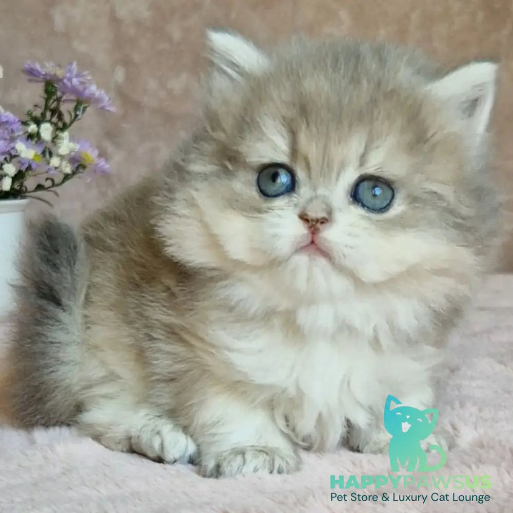 Elis British Longhair female blue golden ticked tabby - live animals