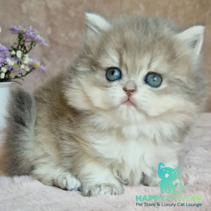 Elis British Longhair female blue golden ticked tabby - live animals