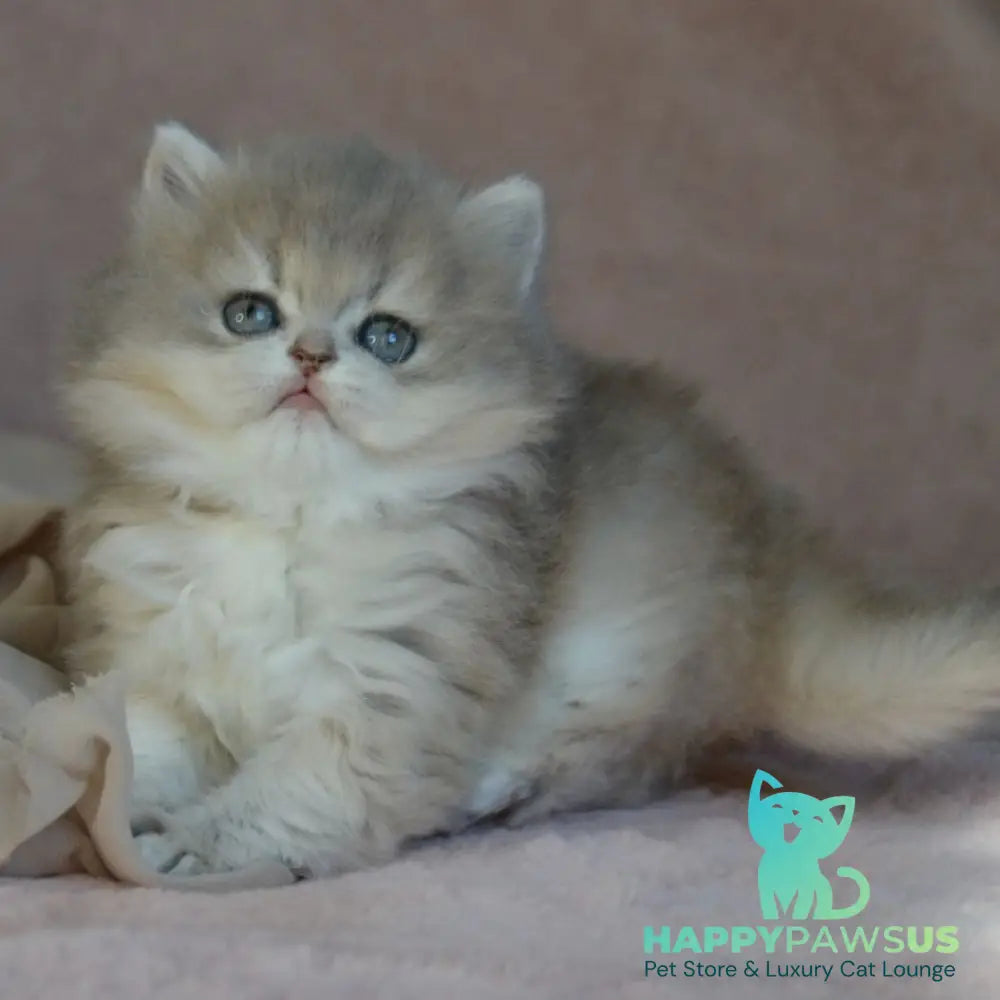 Elis British Longhair female blue golden ticked tabby - live animals