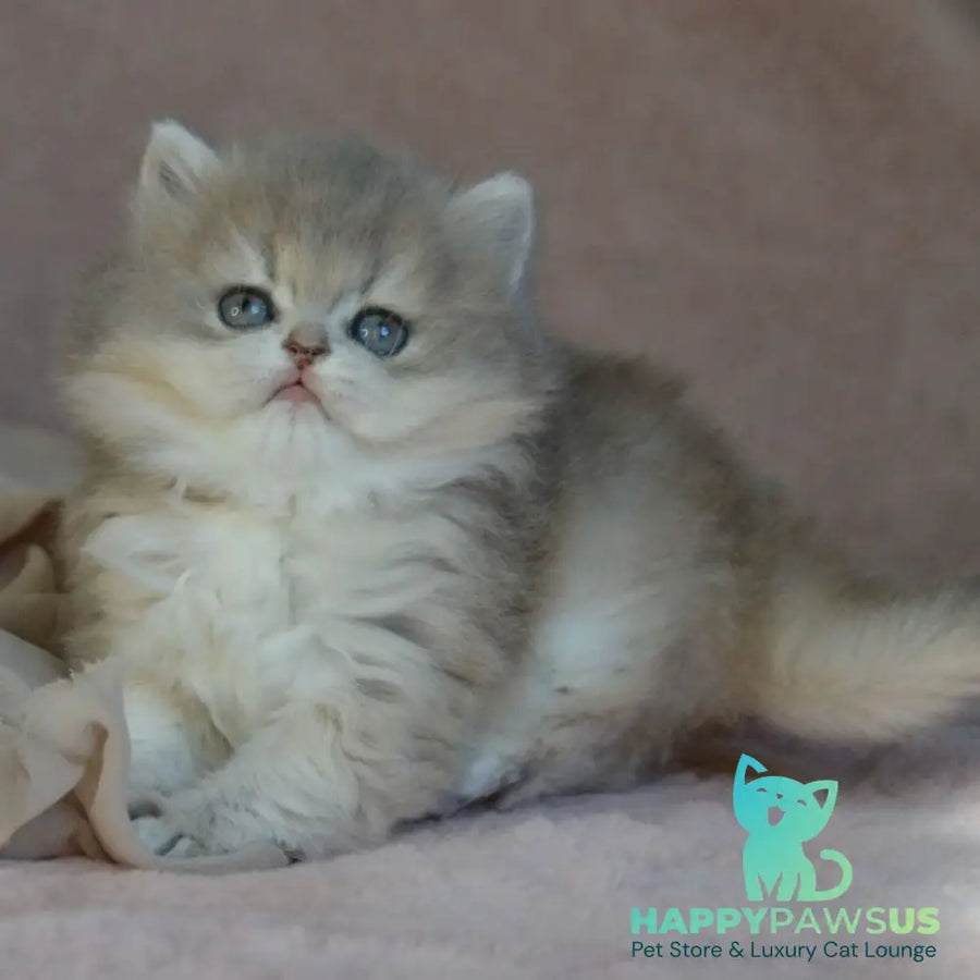 Elis British Longhair female blue golden ticked tabby - live animals