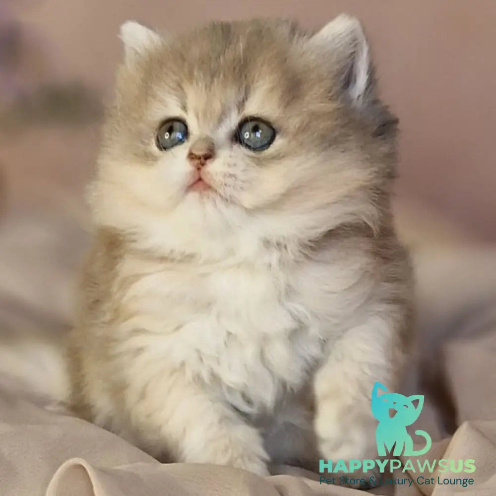 Elis British Longhair female blue golden ticked tabby - live animals