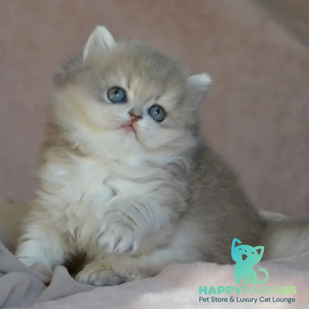 Elis British Longhair female blue golden ticked tabby - live animals