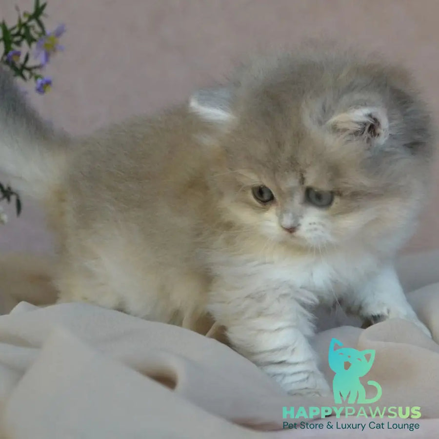 Elis British Longhair female blue golden ticked tabby - live animals