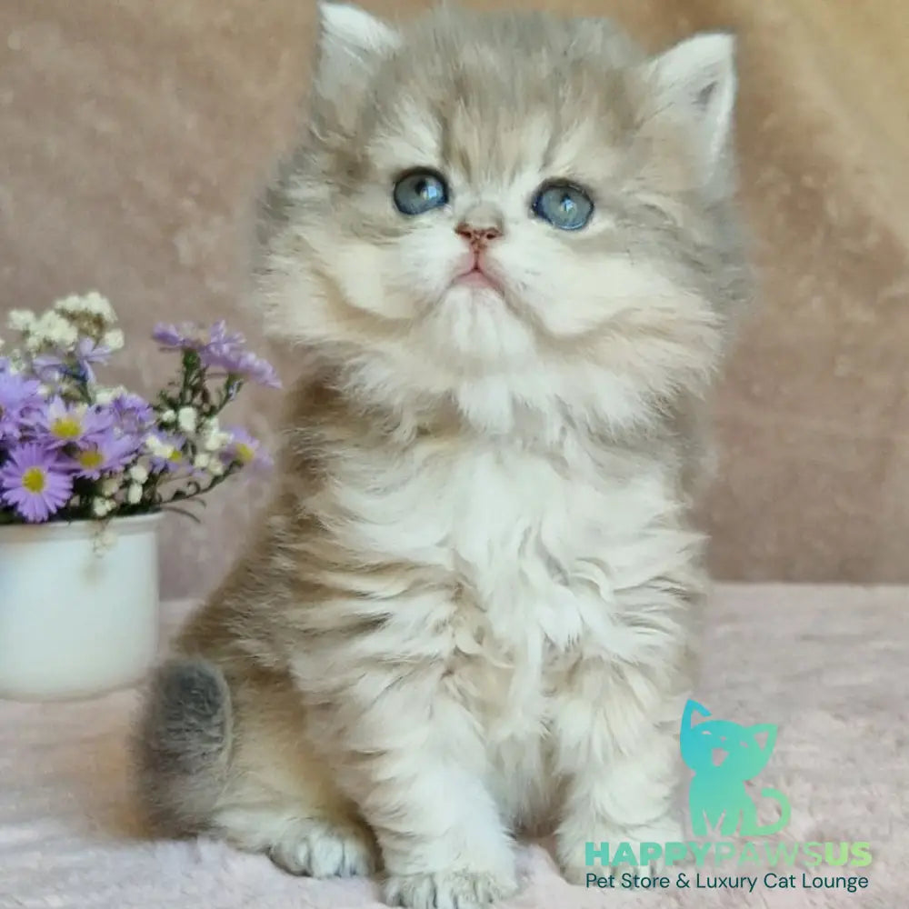Elis British Longhair female blue golden ticked tabby - live animals
