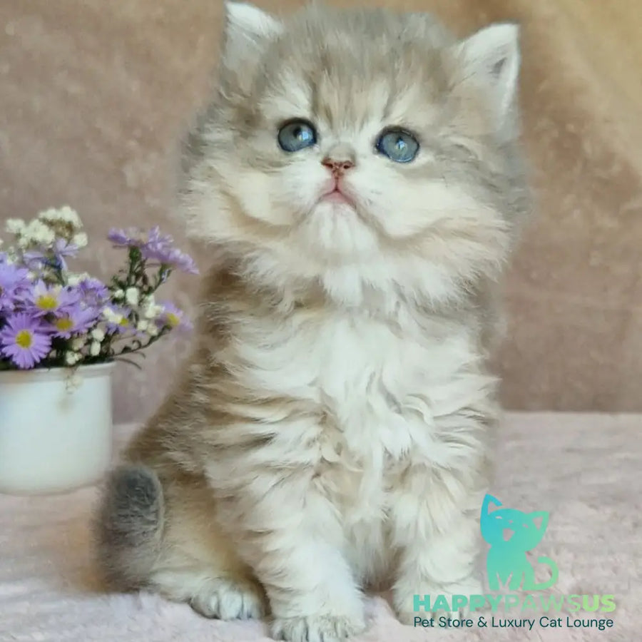 Elis British Longhair female blue golden ticked tabby - live animals