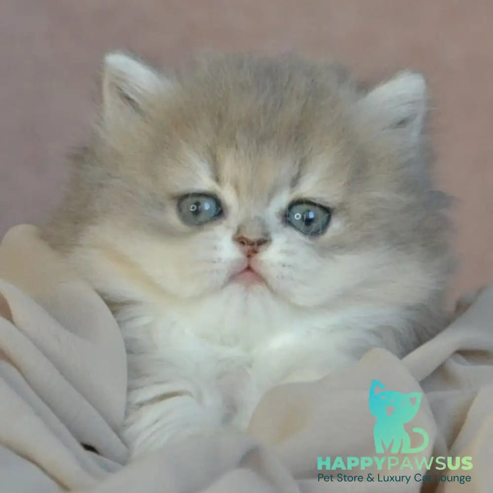 Elis British Longhair female blue golden ticked tabby - live animals