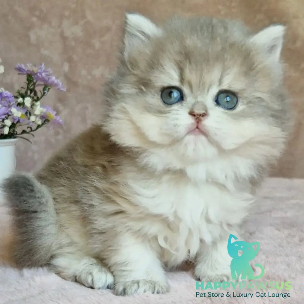 Elis British Longhair female blue golden ticked tabby - live animals
