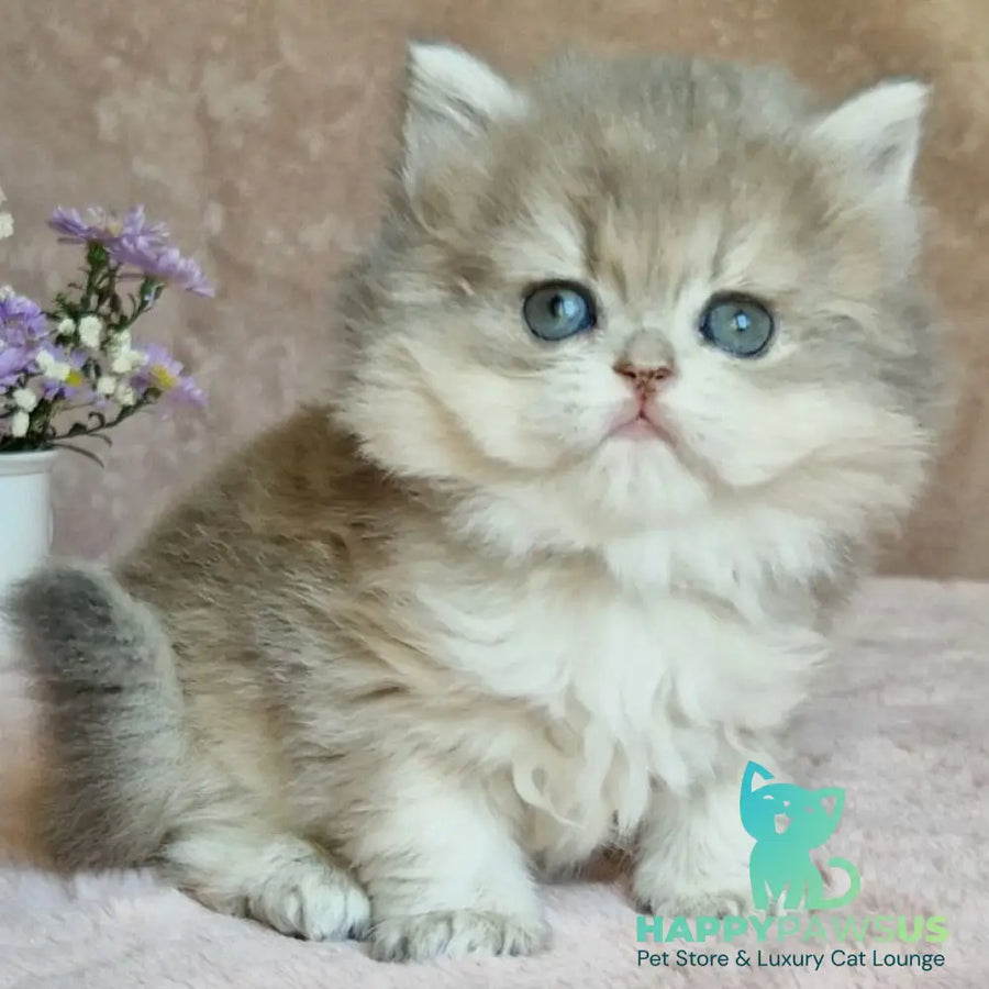 Elis British Longhair female blue golden ticked tabby - live animals
