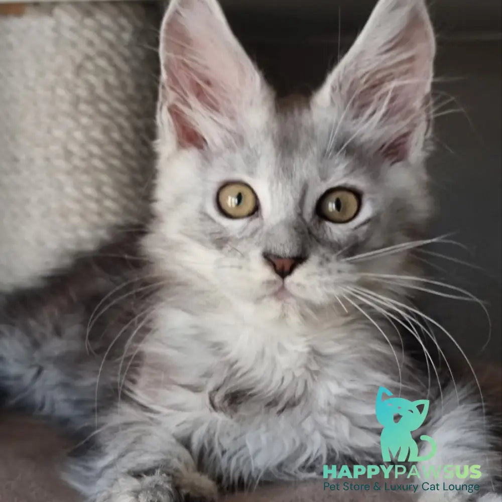 Elisa Maine Coon female black silver tabby - live animals