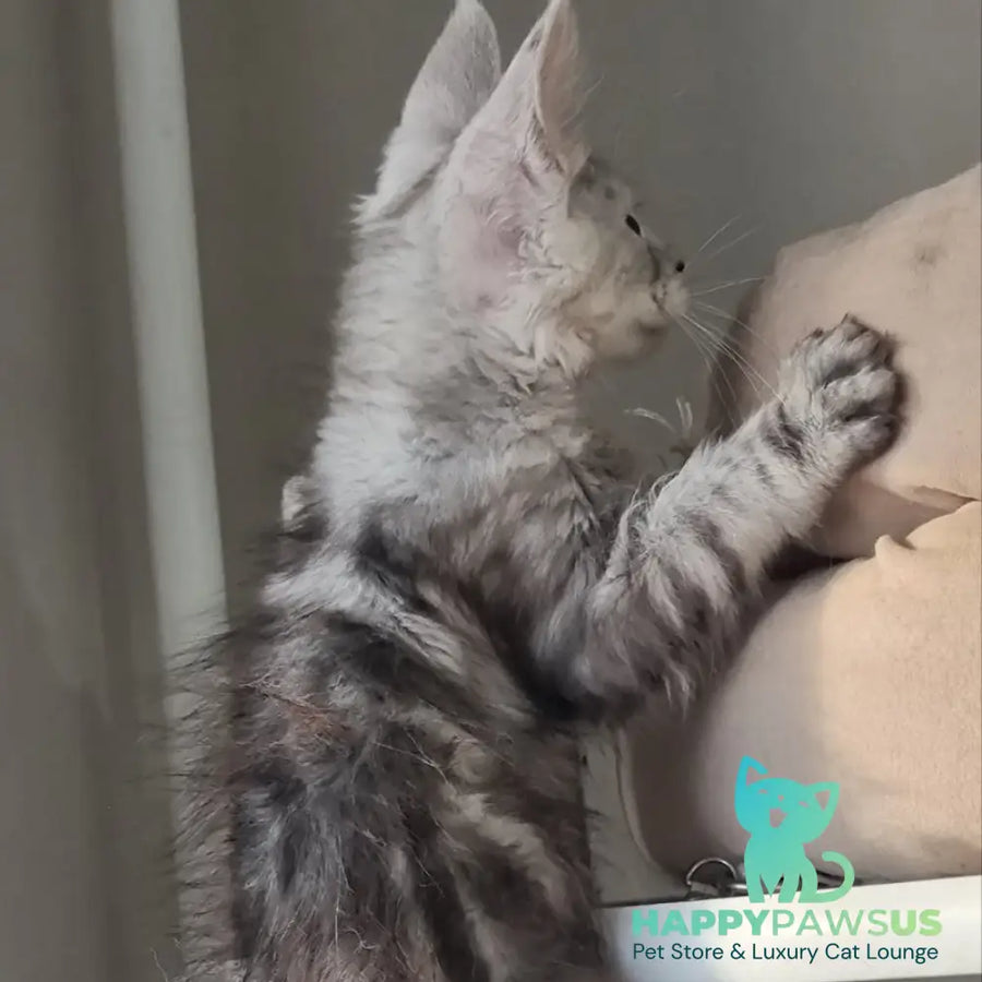 Elisa Maine Coon female black silver tabby - live animals
