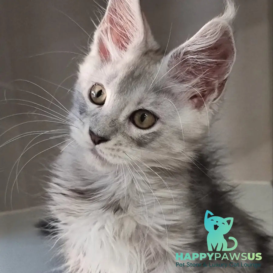 Elisa Maine Coon female black silver tabby - live animals