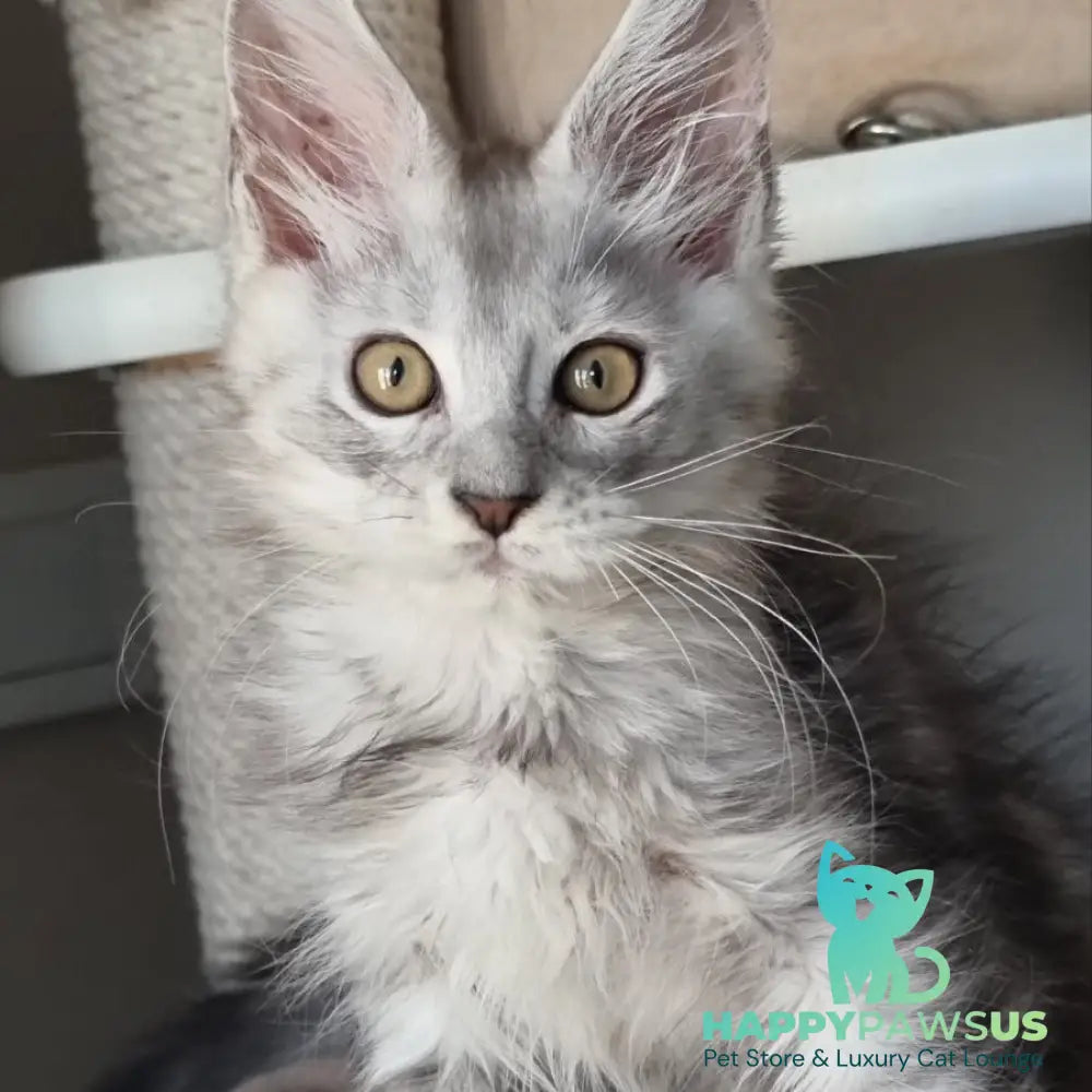 Elisa Maine Coon female black silver tabby - live animals