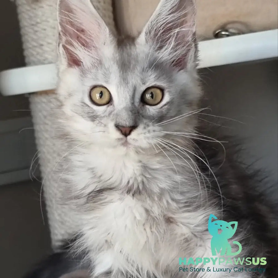Elisa Maine Coon female black silver tabby - live animals