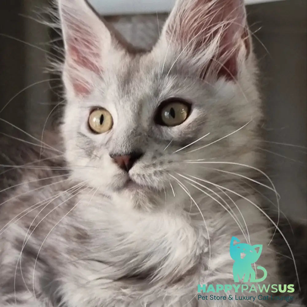 Elisa Maine Coon female black silver tabby - live animals