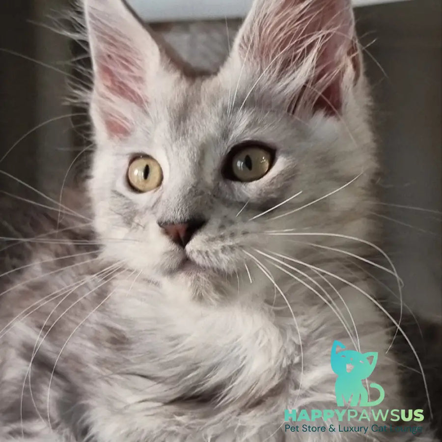 Elisa Maine Coon female black silver tabby - live animals