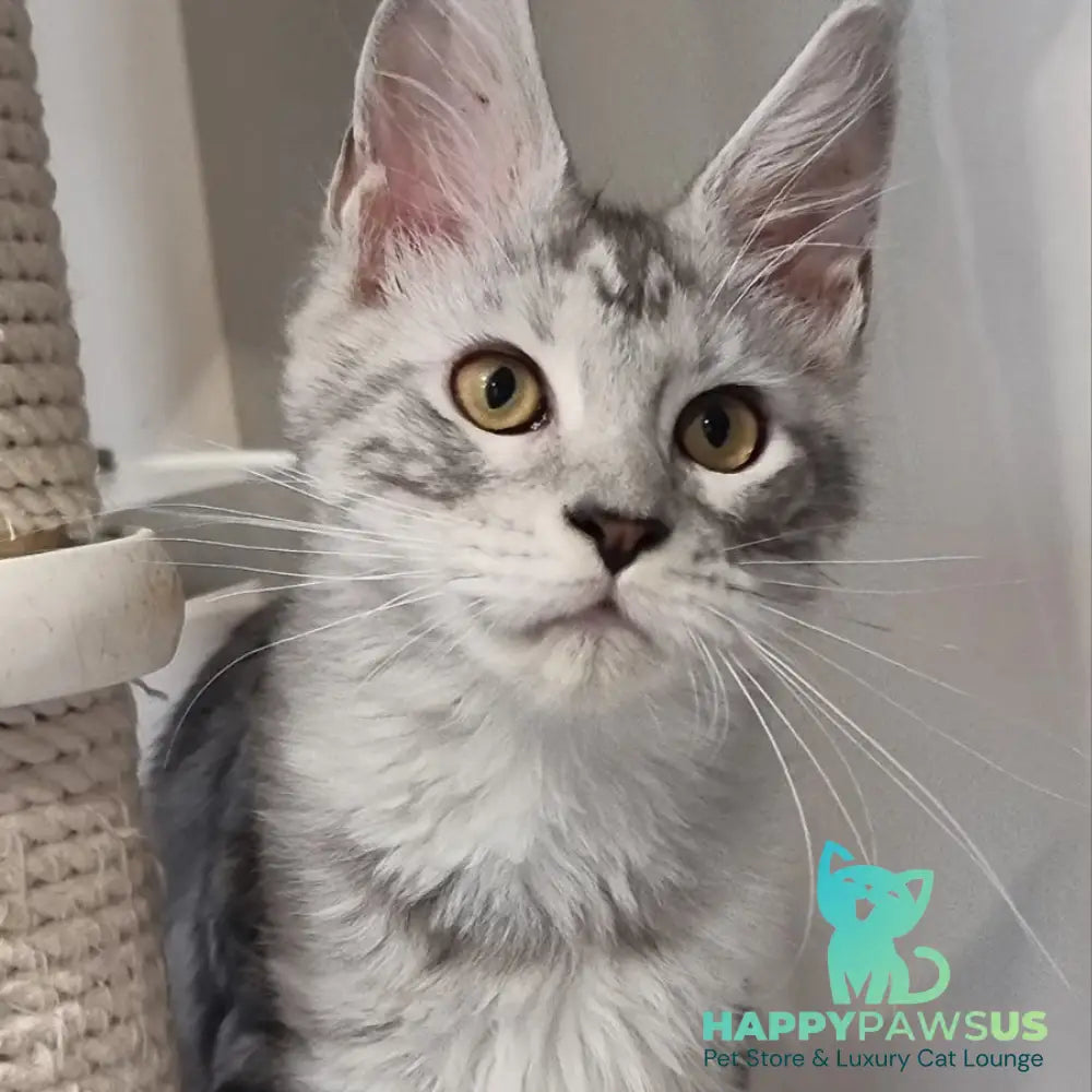 Elisa Maine Coon female black silver tabby - live animals