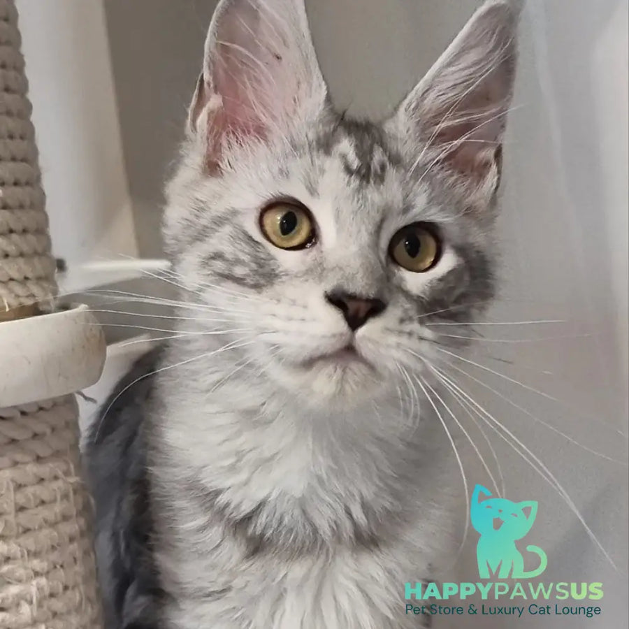 Elisa Maine Coon female black silver tabby - live animals