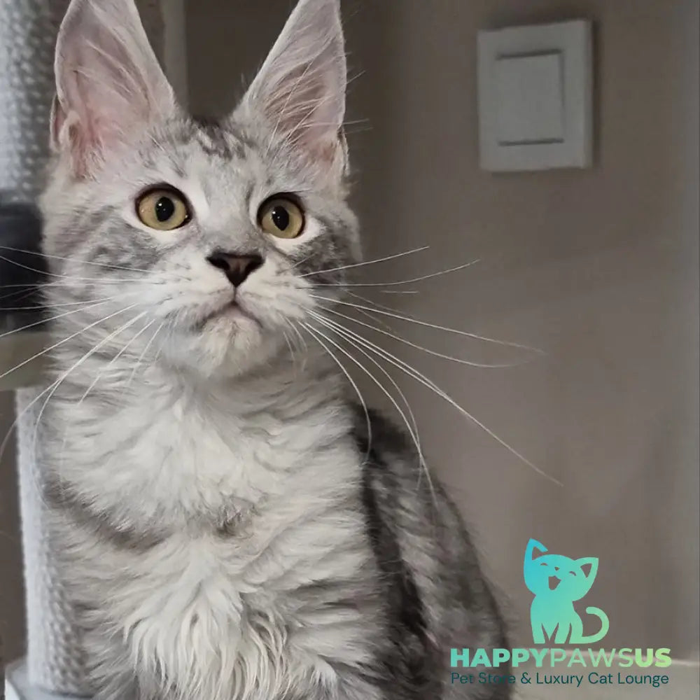 Elisa Maine Coon female black silver tabby - live animals