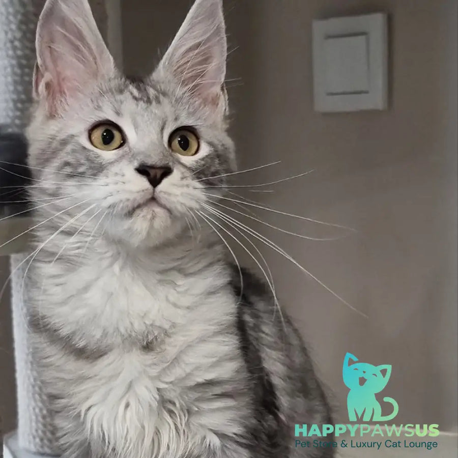 Elisa Maine Coon female black silver tabby - live animals