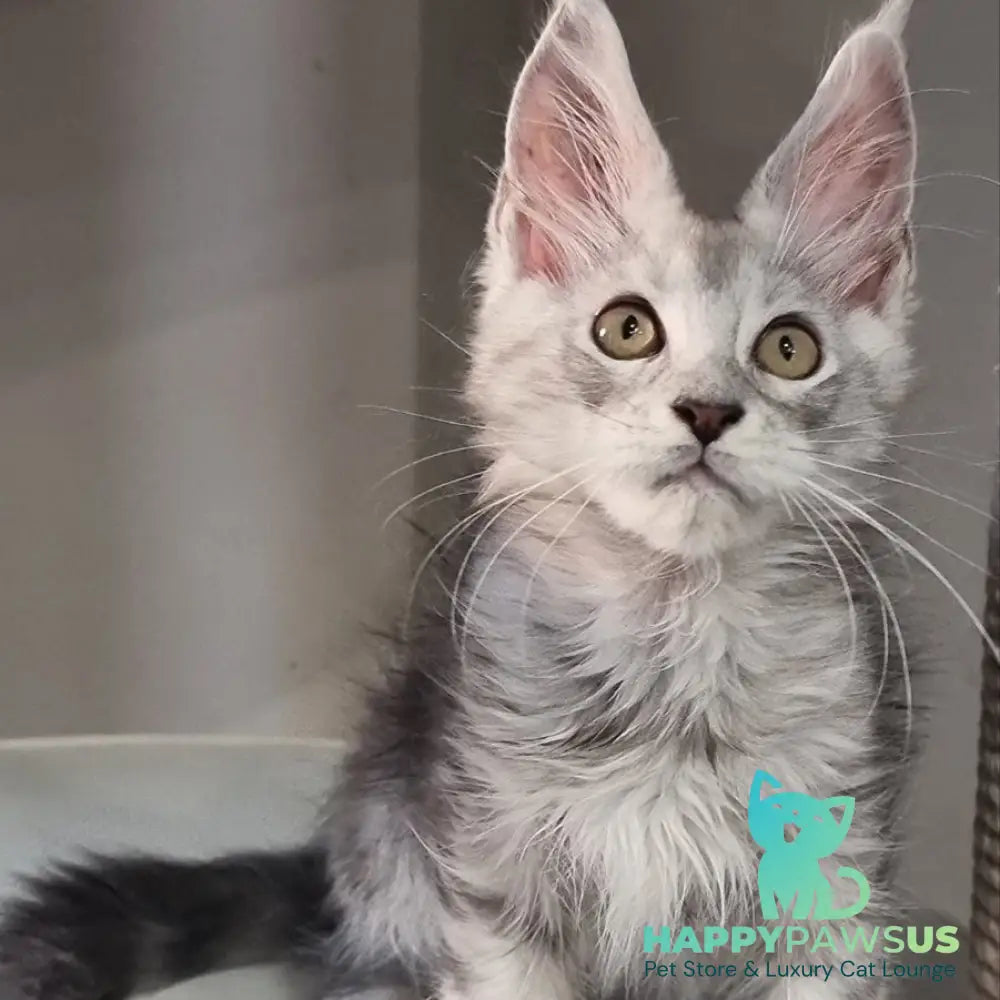 Elisa Maine Coon female black silver tabby - live animals