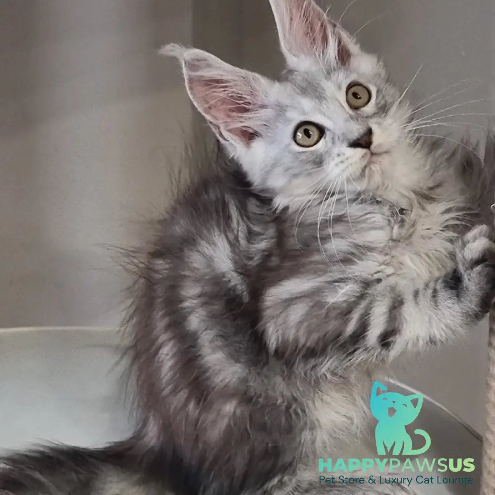 Elisa Maine Coon female black silver tabby - live animals