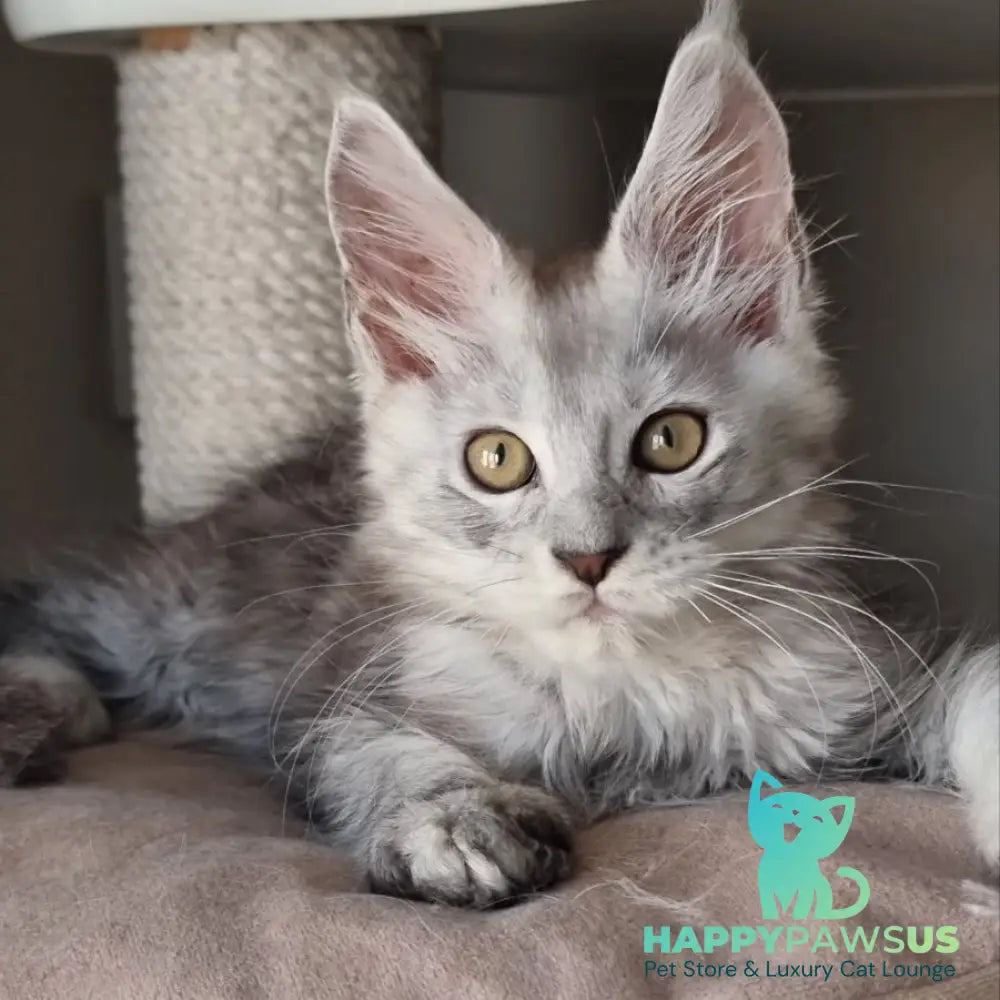 Elisa Maine Coon female black silver tabby - live animals