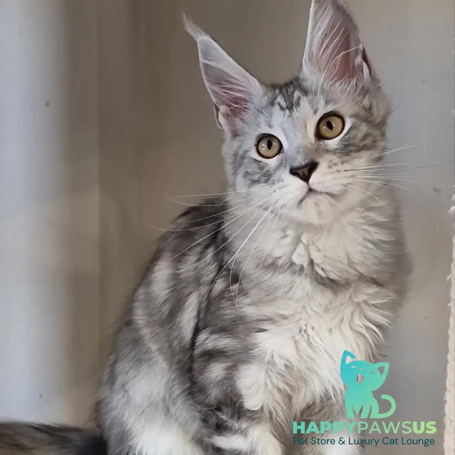 Elisa Maine Coon female black silver tabby - live animals