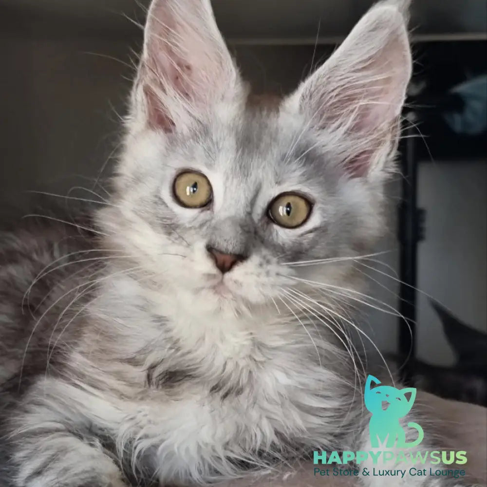 Elisa Maine Coon female black silver tabby - live animals