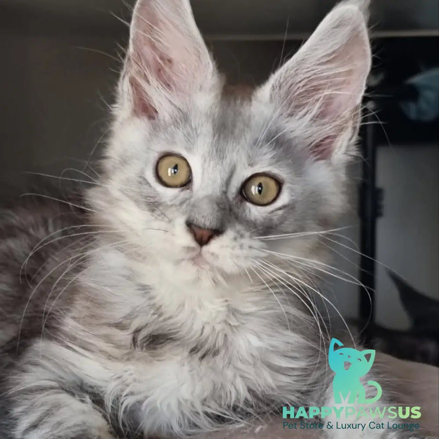 Elisa Maine Coon female black silver tabby - live animals