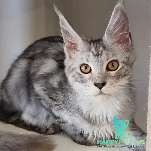 Elisa Maine Coon female black silver tabby - live animals