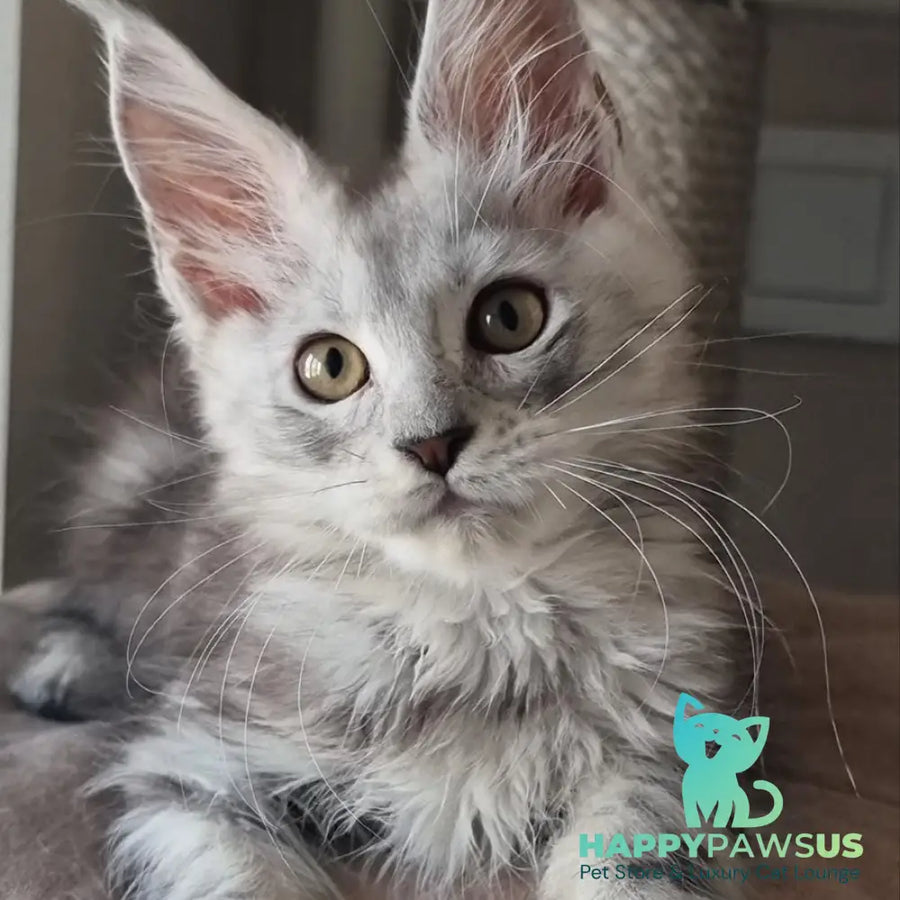 Elisa Maine Coon female black silver tabby - live animals